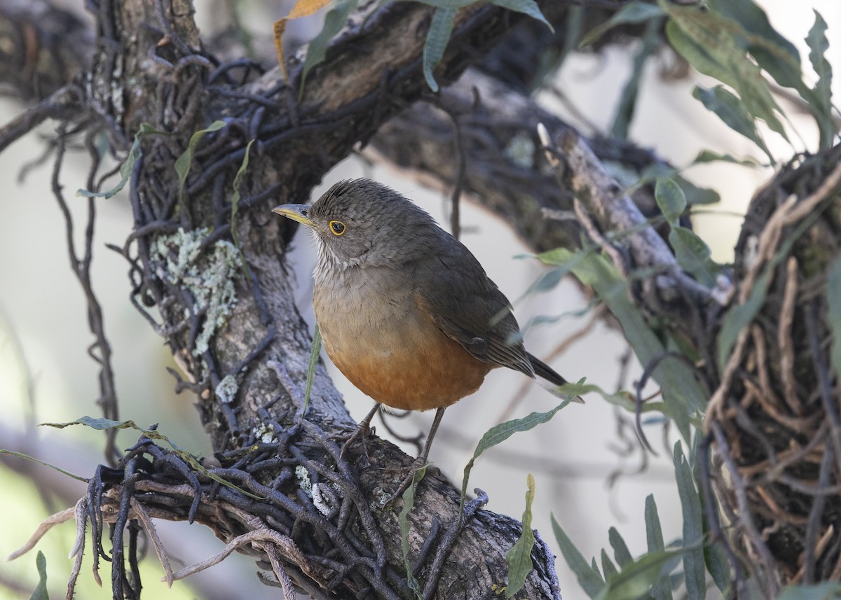 Rufous-bellied Thrush - ML638953935
