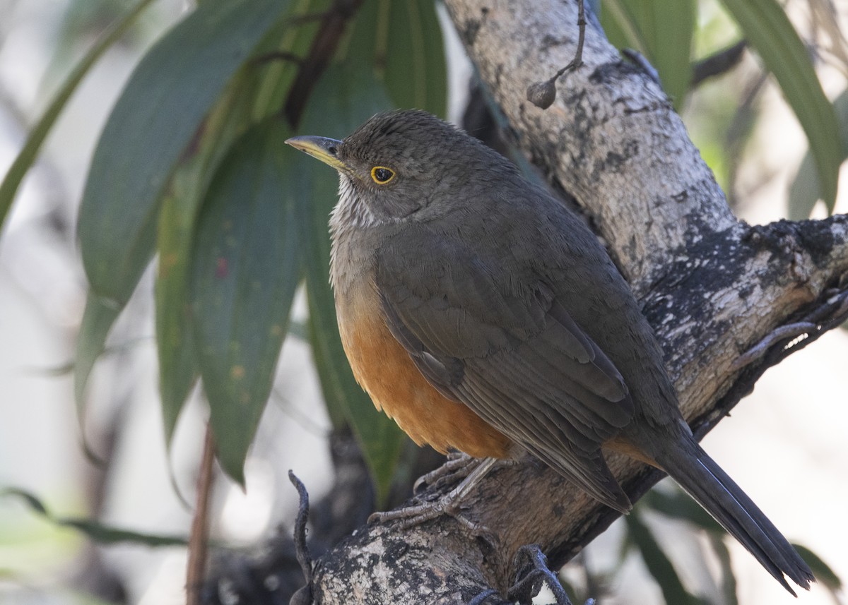 Rufous-bellied Thrush - ML638953938