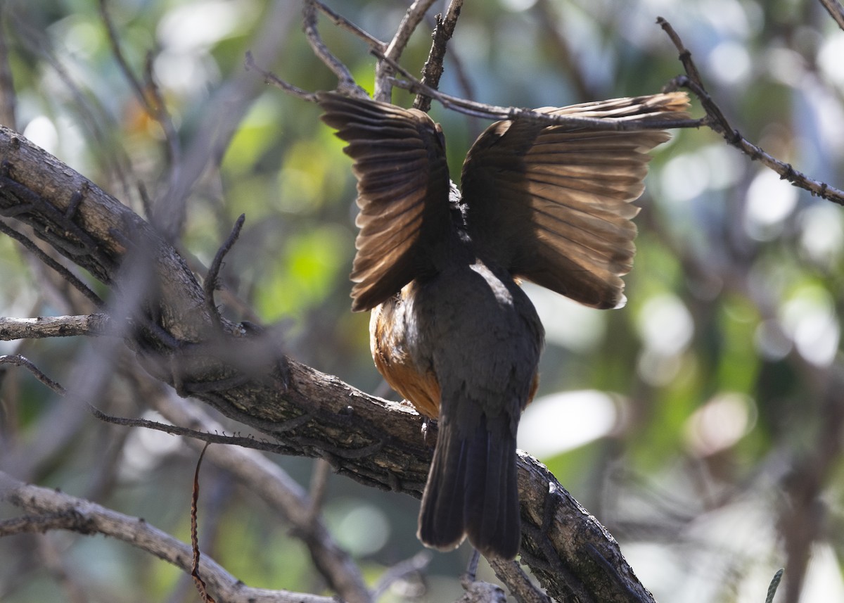 Rufous-bellied Thrush - ML638953940