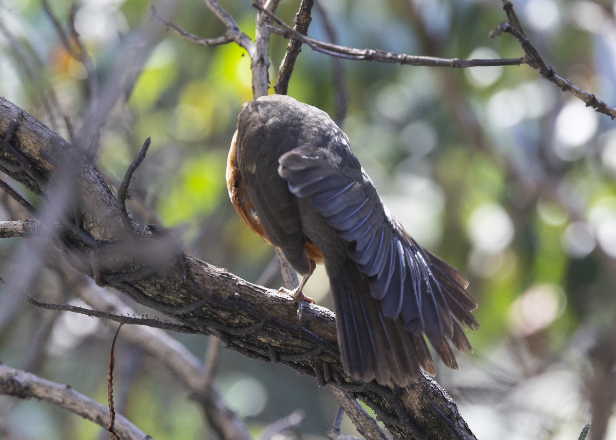 Rufous-bellied Thrush - ML638953943