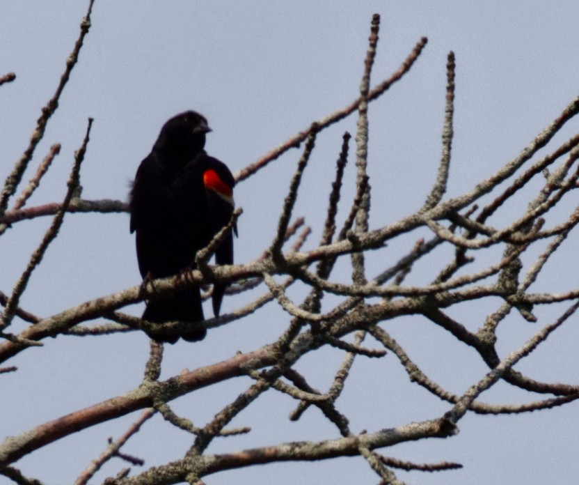 Red-winged Blackbird - ML638953952