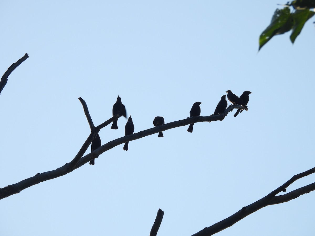 Brown-headed Cowbird - ML638953958