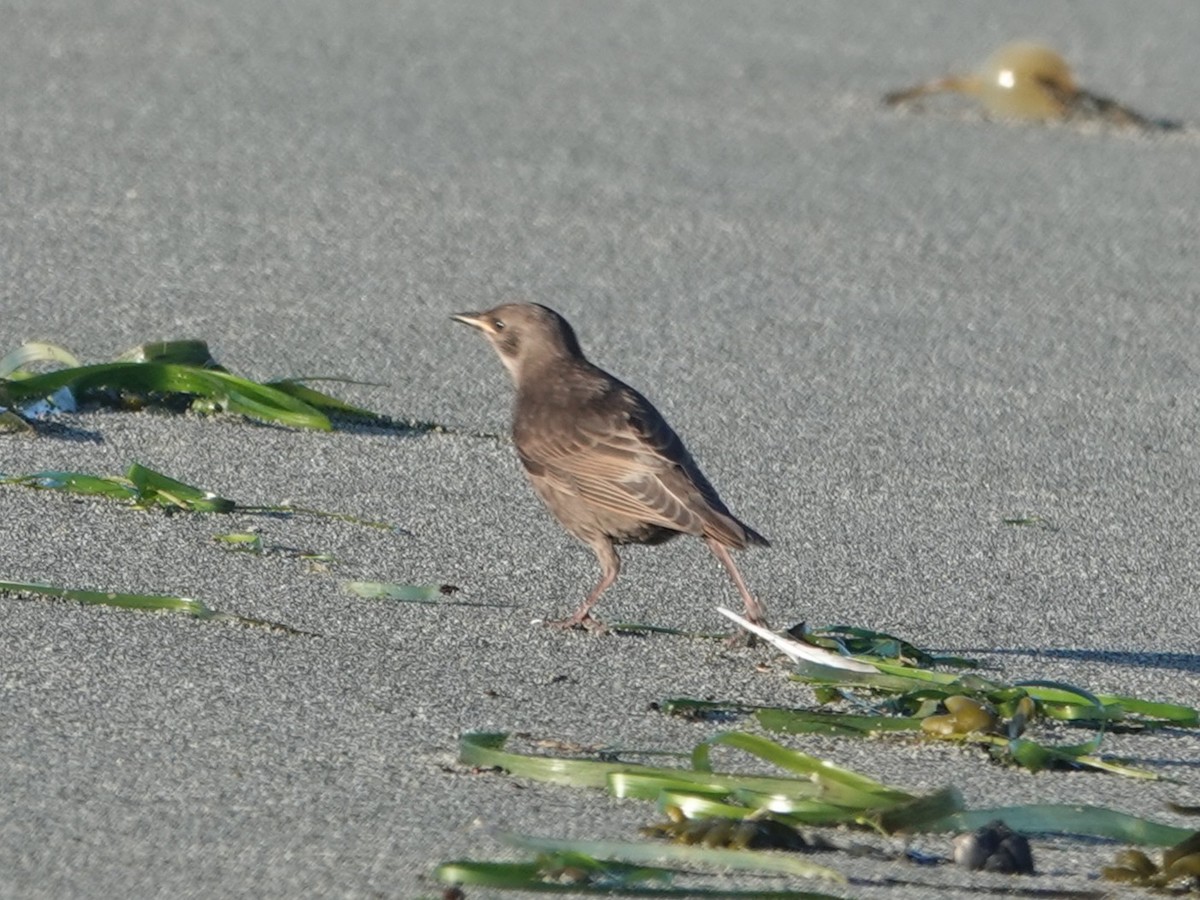 European Starling - ML638953961