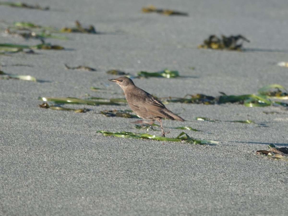 European Starling - ML638953962