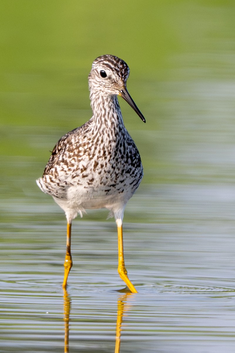 Lesser Yellowlegs - ML638953967