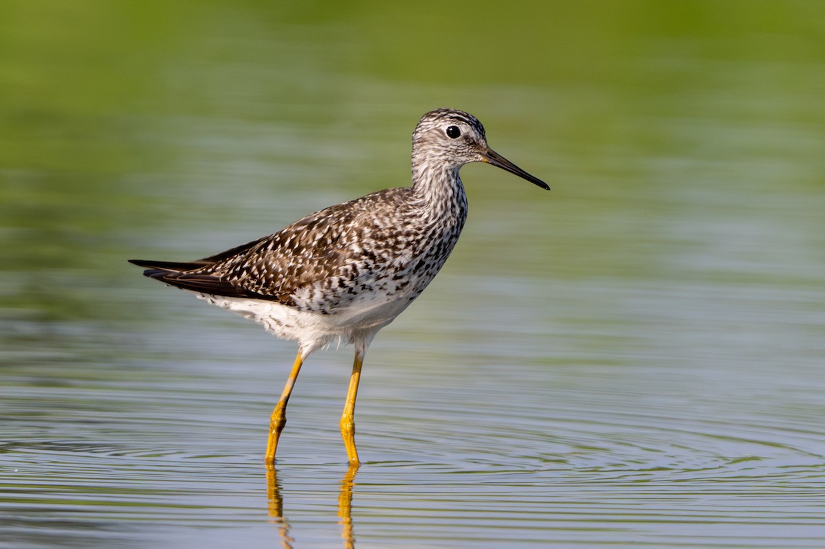 Lesser Yellowlegs - ML638953969