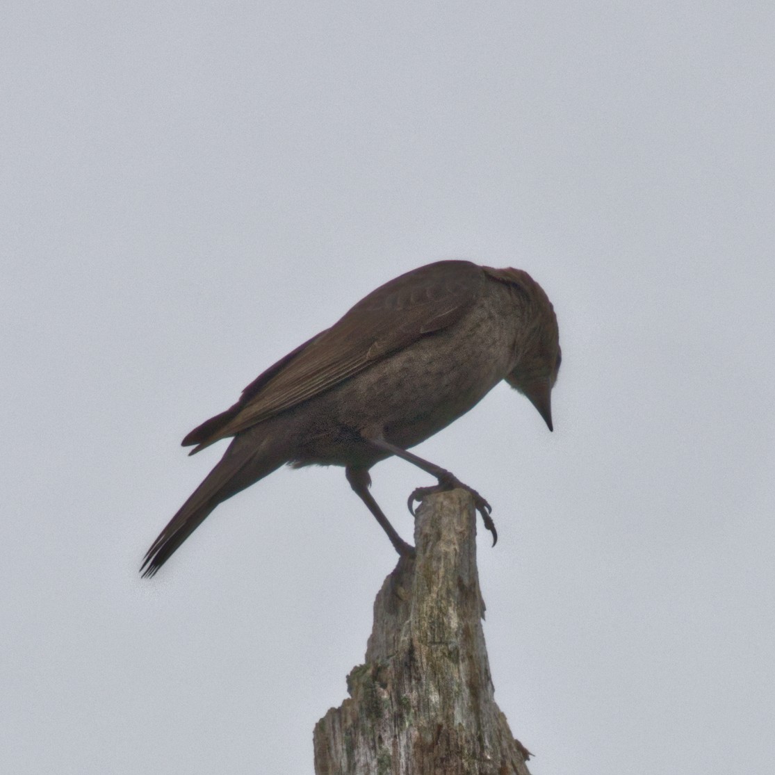 Brown-headed Cowbird - ML638953982