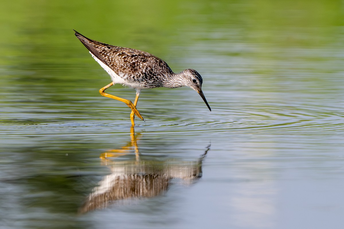 Lesser Yellowlegs - ML638953990