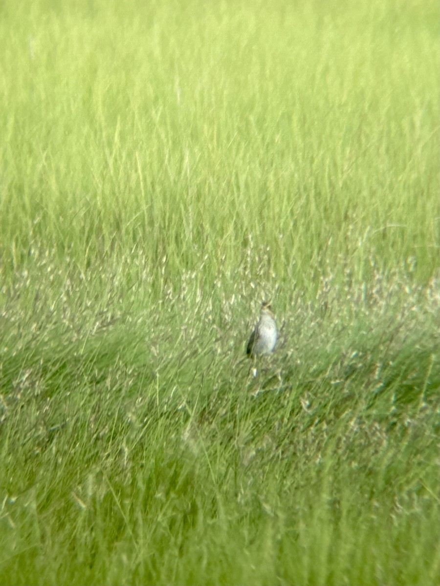 Saltmarsh Sparrow - ML638953993
