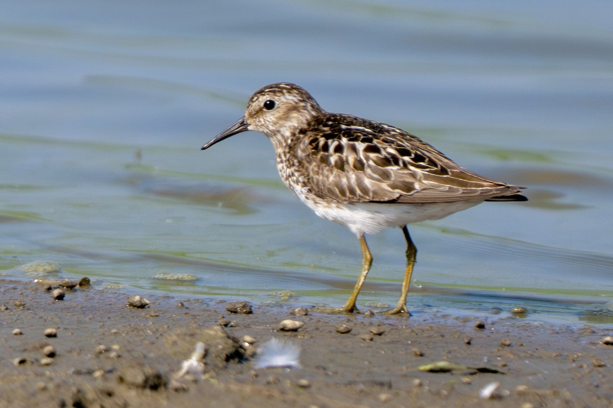 Least Sandpiper - ML638954013
