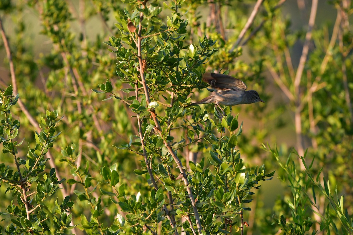 Olive-tree Warbler - ML638954017