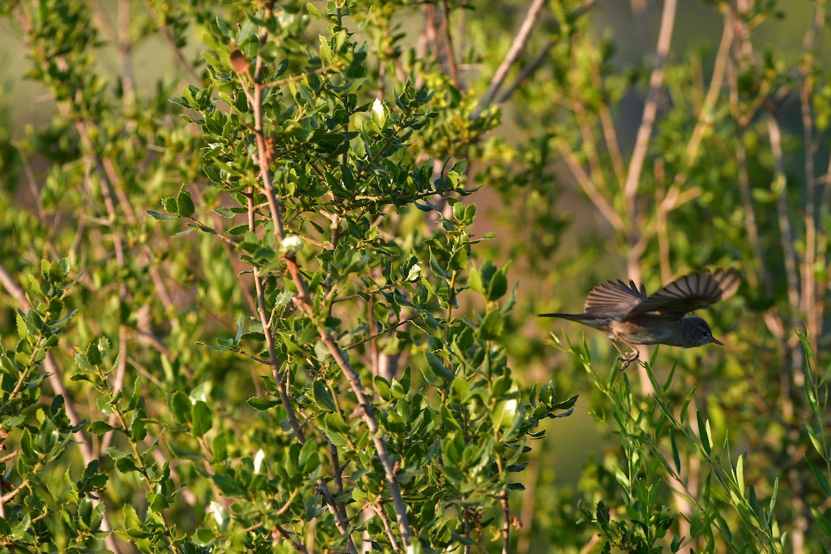 Olive-tree Warbler - ML638954018