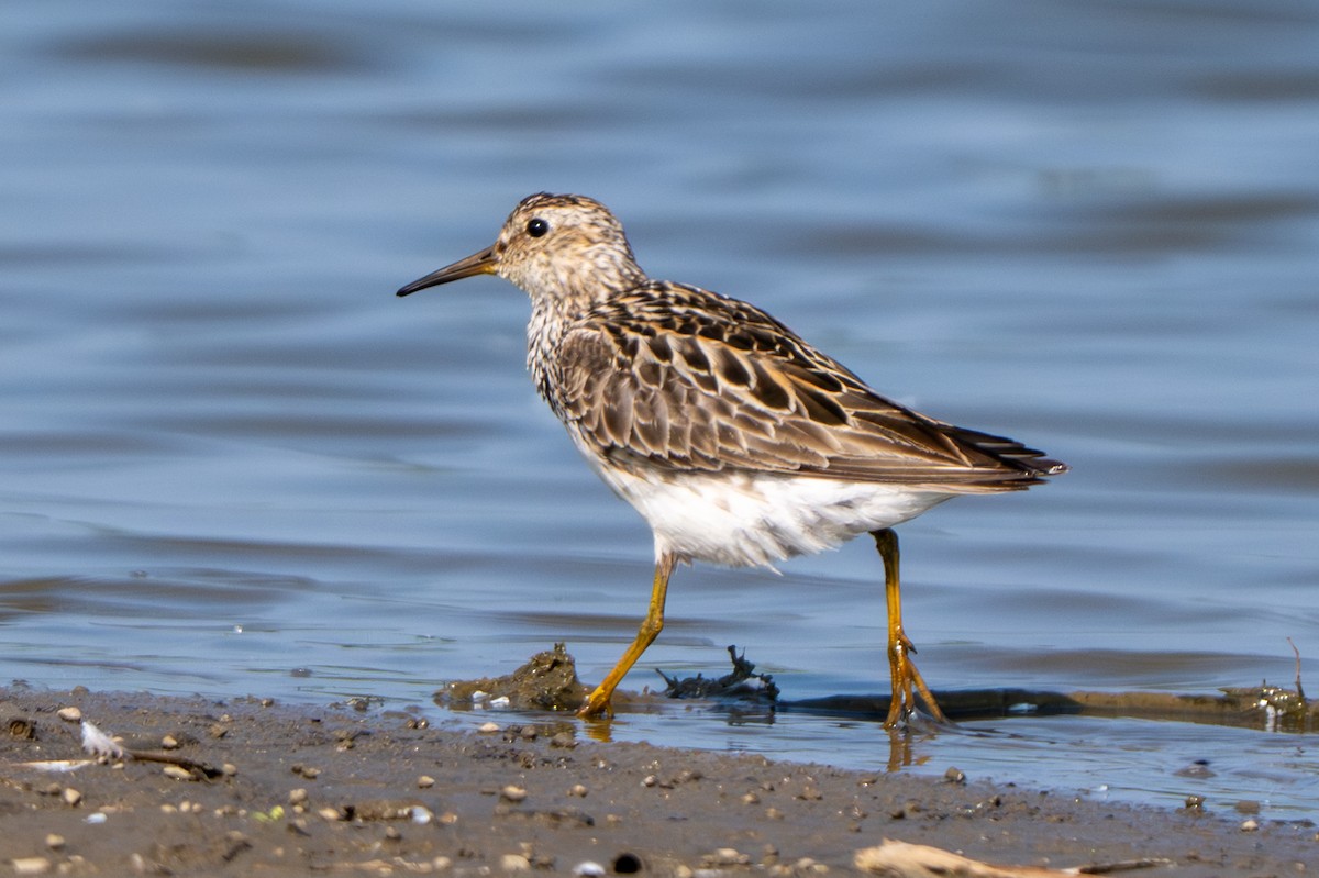 Pectoral Sandpiper - ML638954023