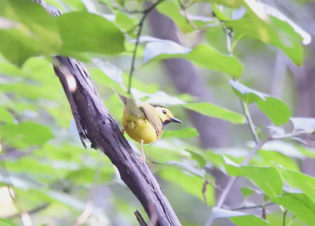 Hooded Warbler - ML638954030
