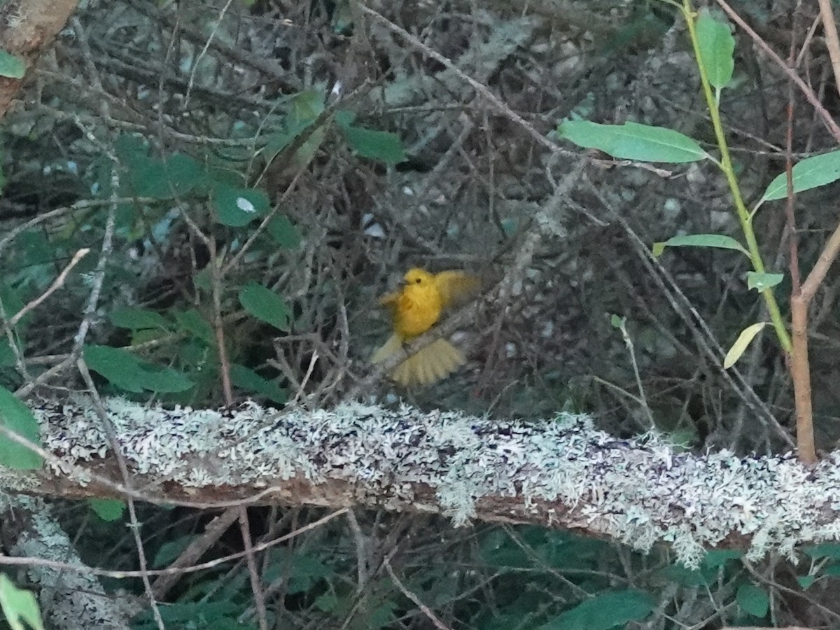 Yellow Warbler - ML638954049