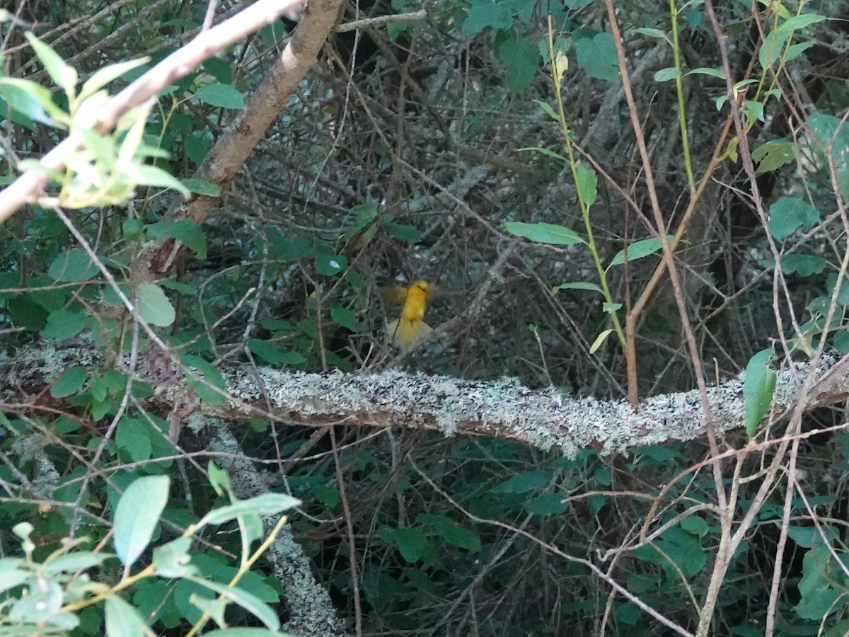 Yellow Warbler - ML638954050