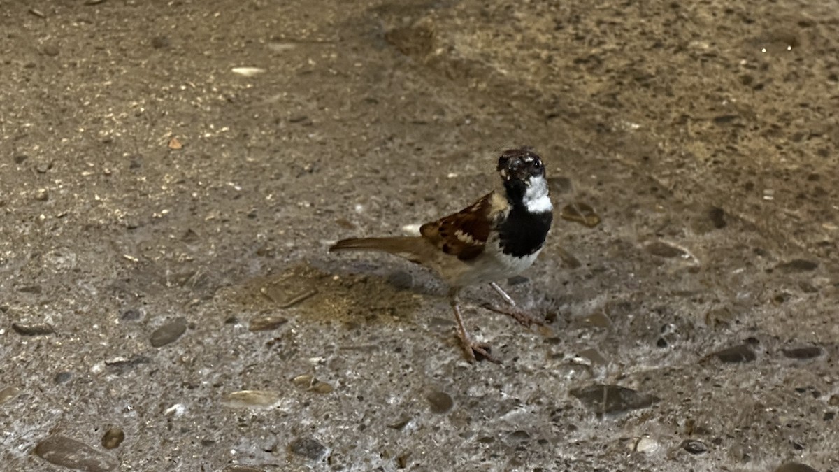 Italian Sparrow - ML638954052