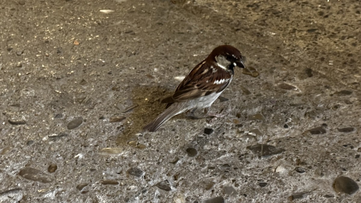 Italian Sparrow - ML638954053