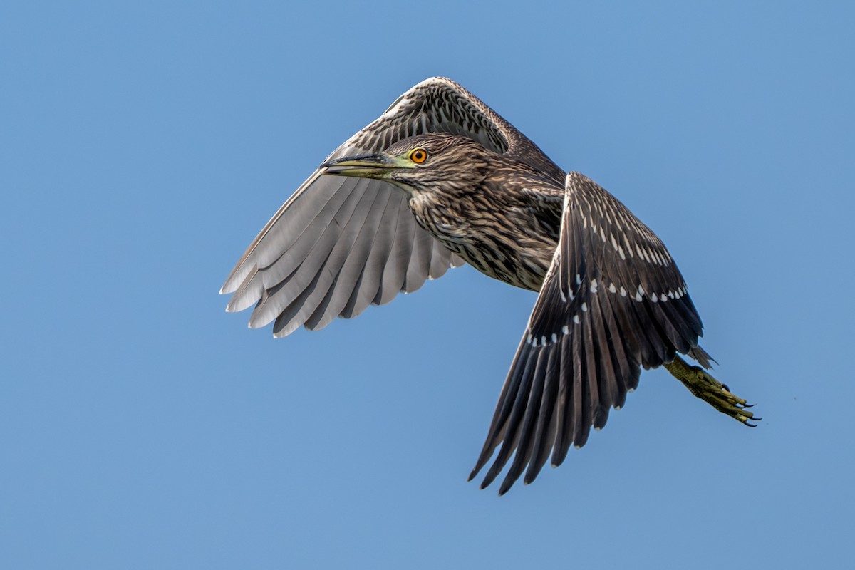 Black-crowned Night Heron - ML638954055