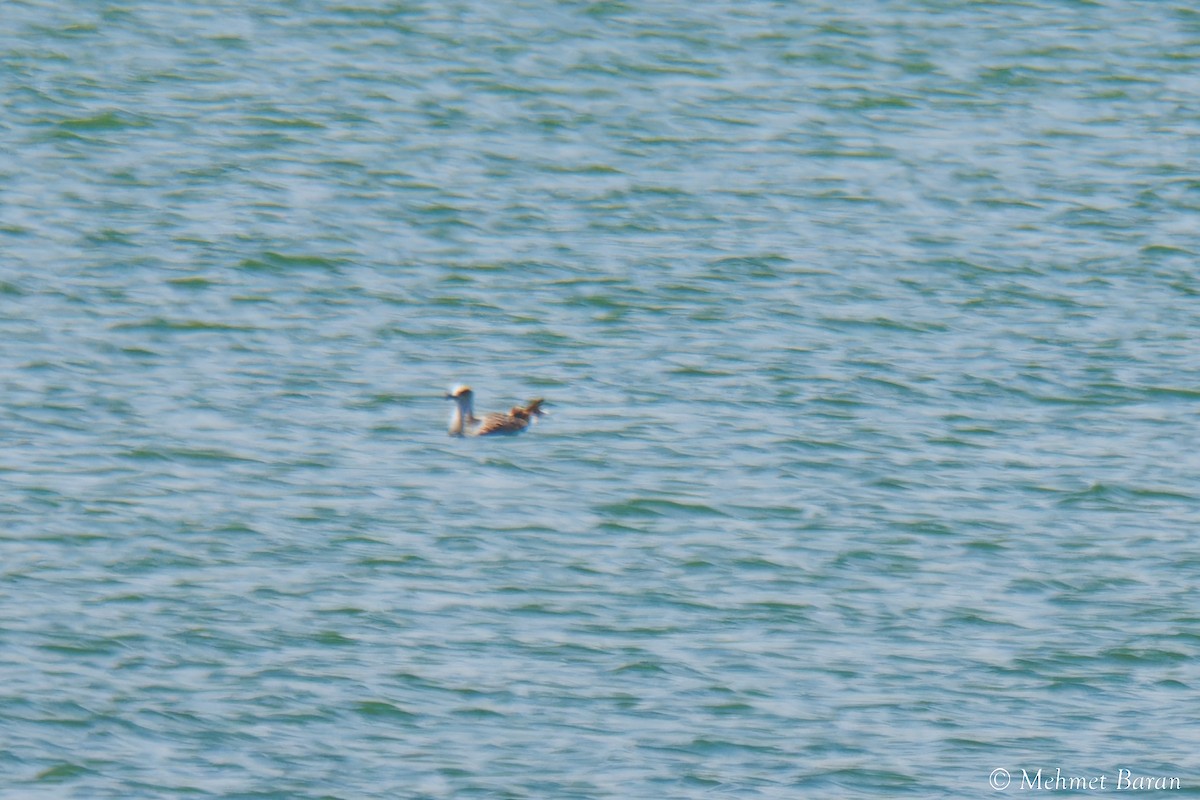 Armenian Gull - ML638954061