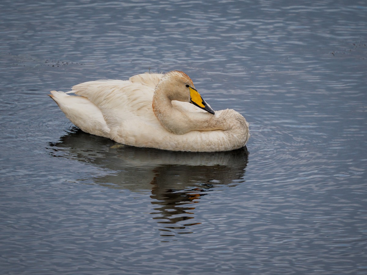 Whooper Swan - ML638954068