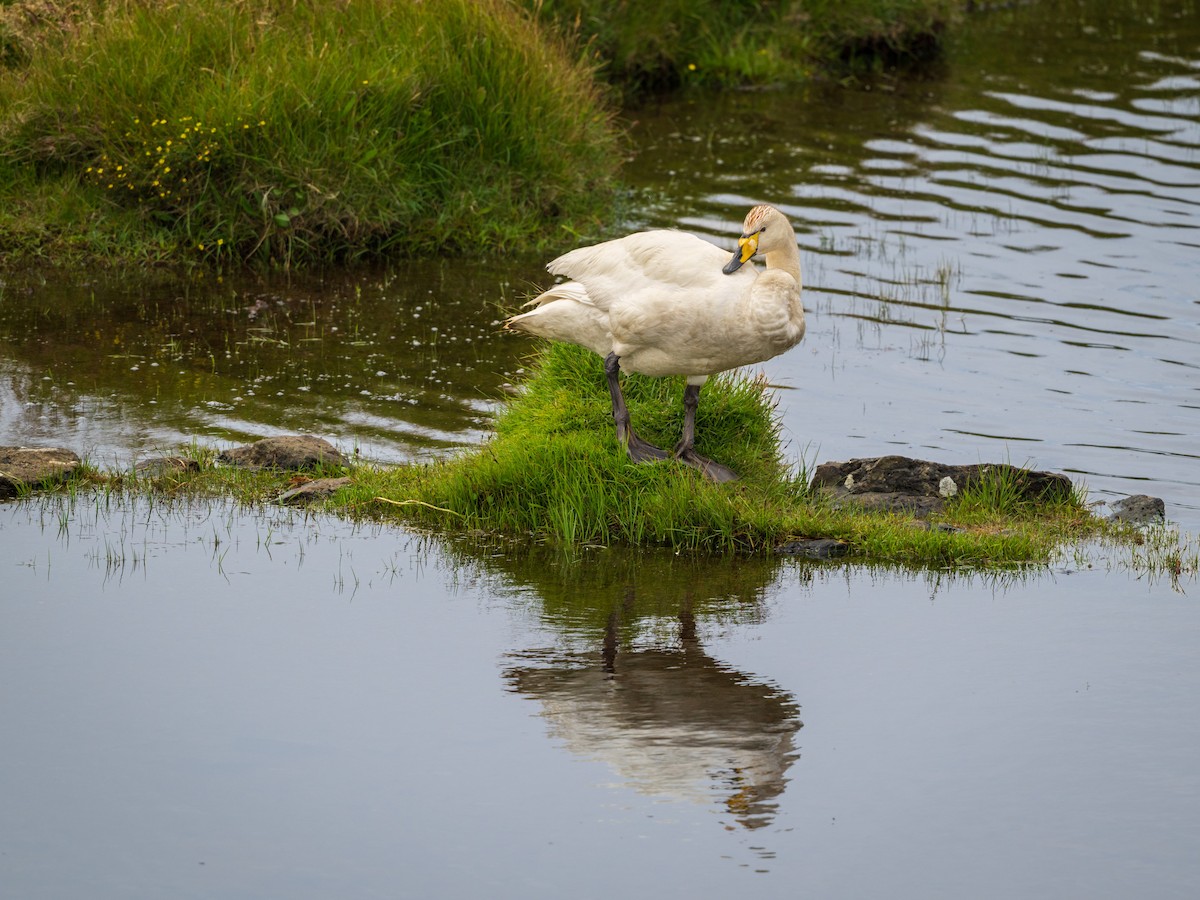 Whooper Swan - ML638954069