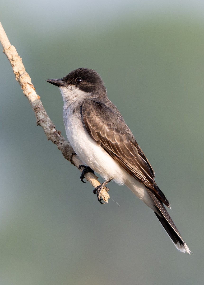 Eastern Kingbird - ML638954088
