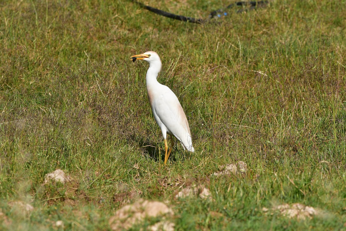 Western Cattle-Egret - ML638954098