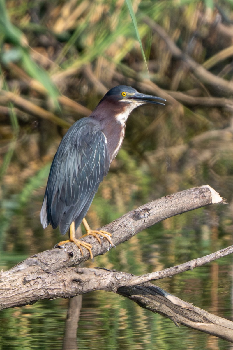 Green Heron - ML638954099