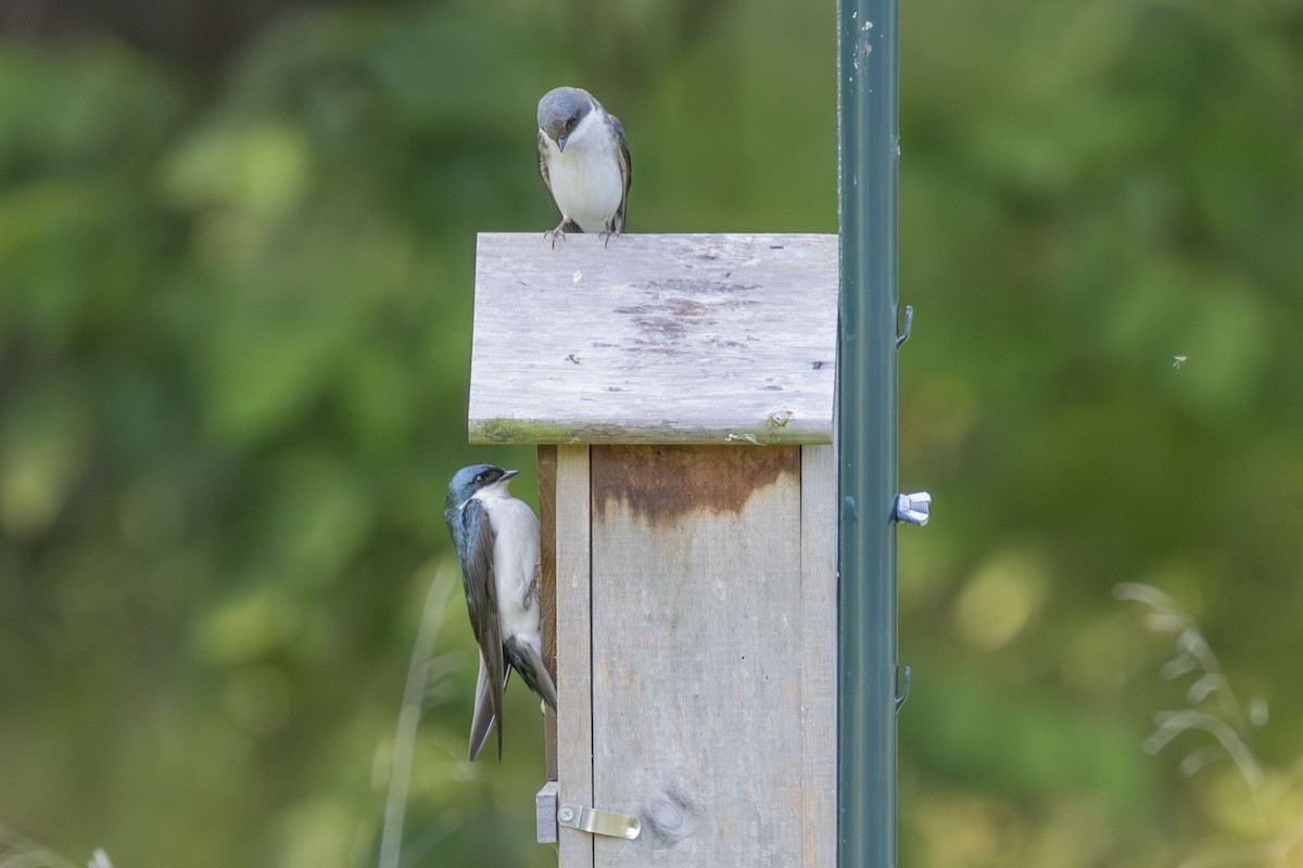 Tree Swallow - ML638954104