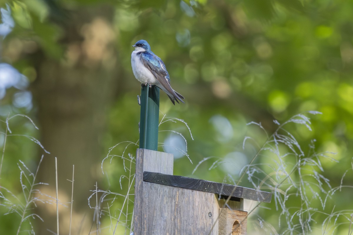 Tree Swallow - ML638954105