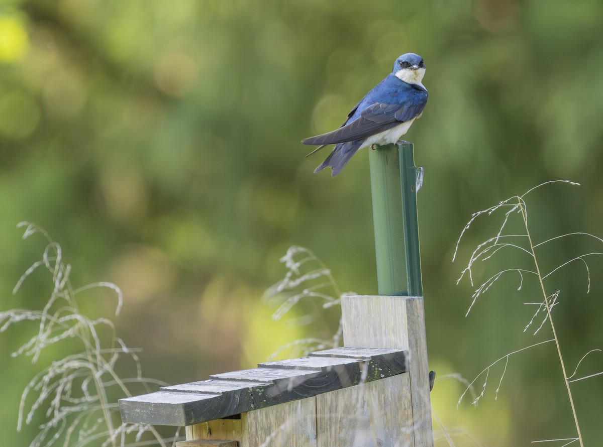 Tree Swallow - ML638954106