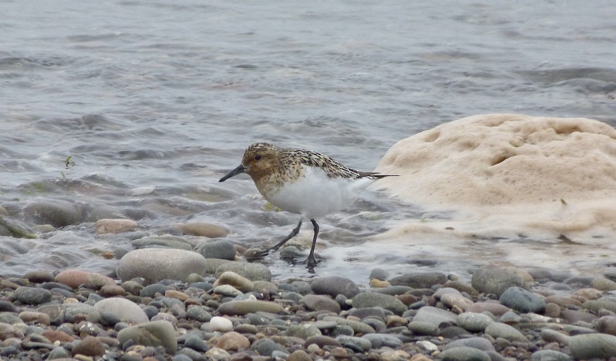 Sanderling - ML638954107