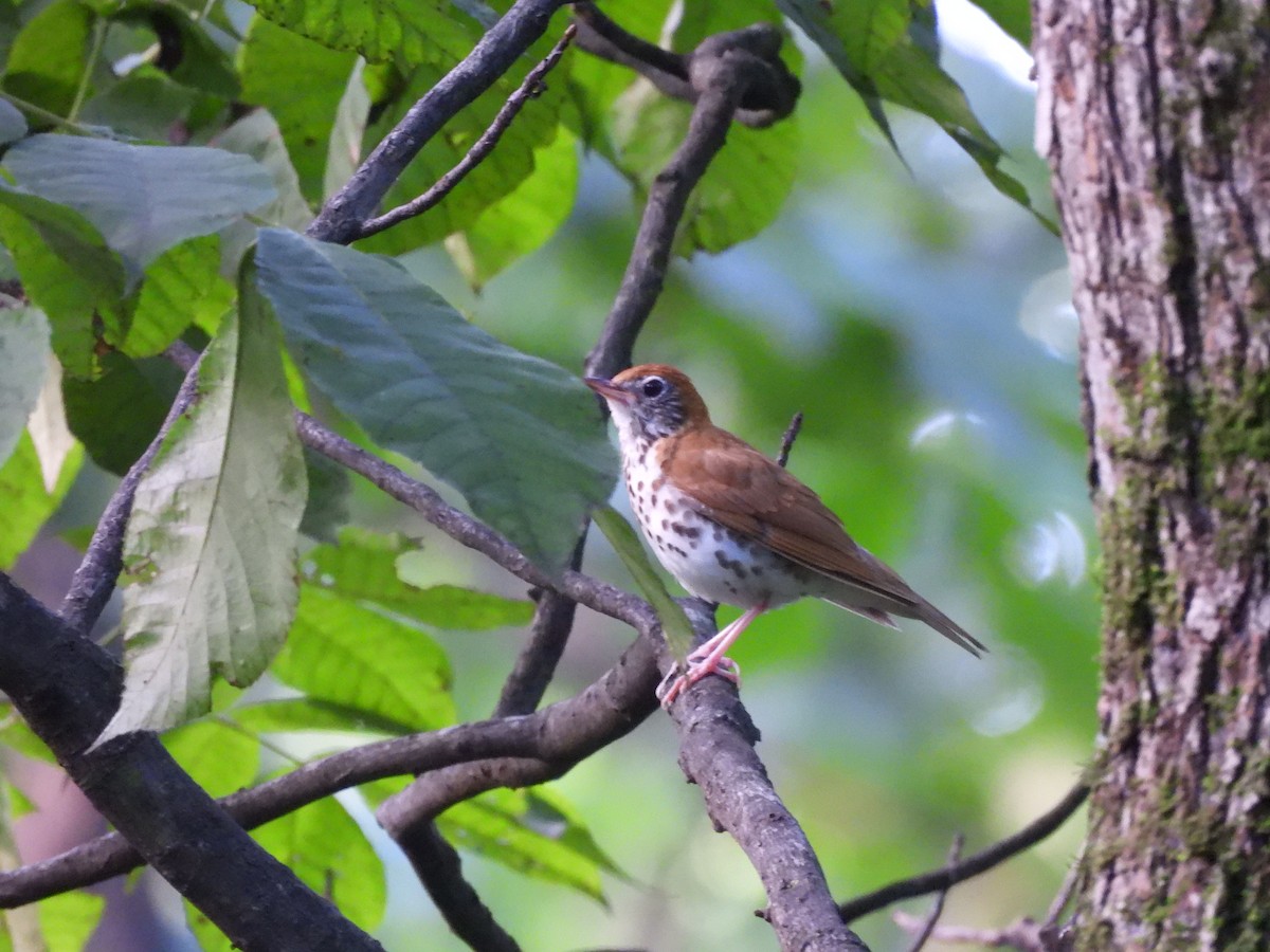 Wood Thrush - ML638954108