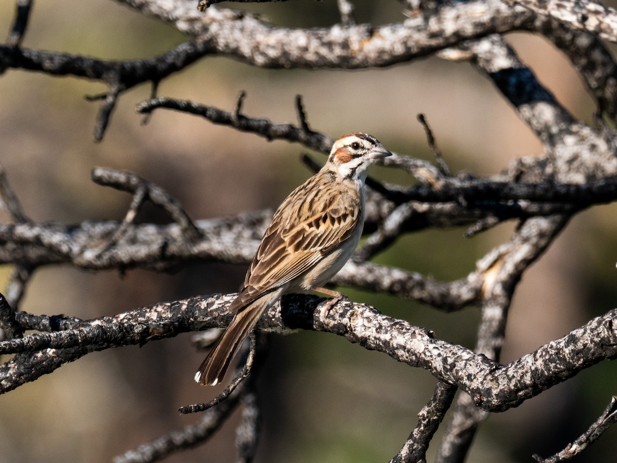 Lark Sparrow - ML638954110