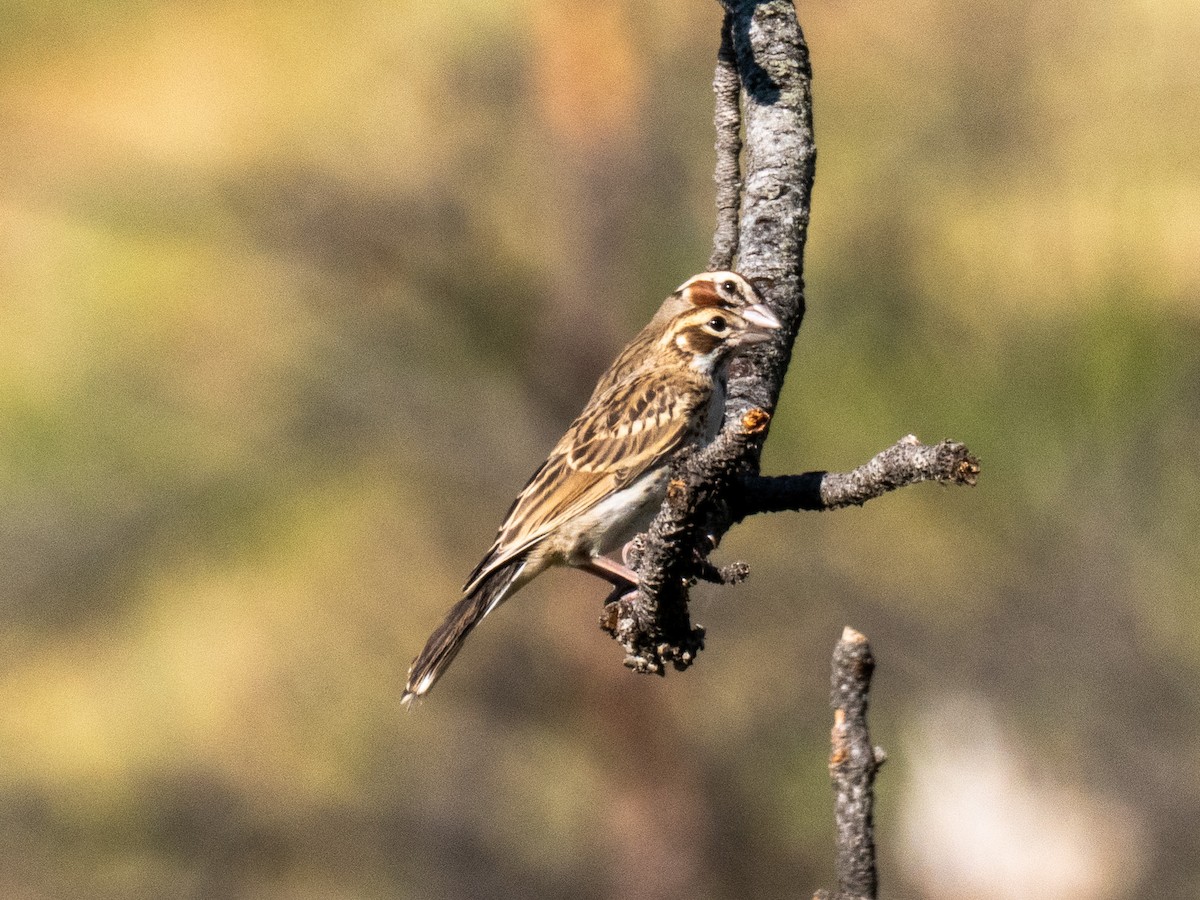 Lark Sparrow - ML638954111
