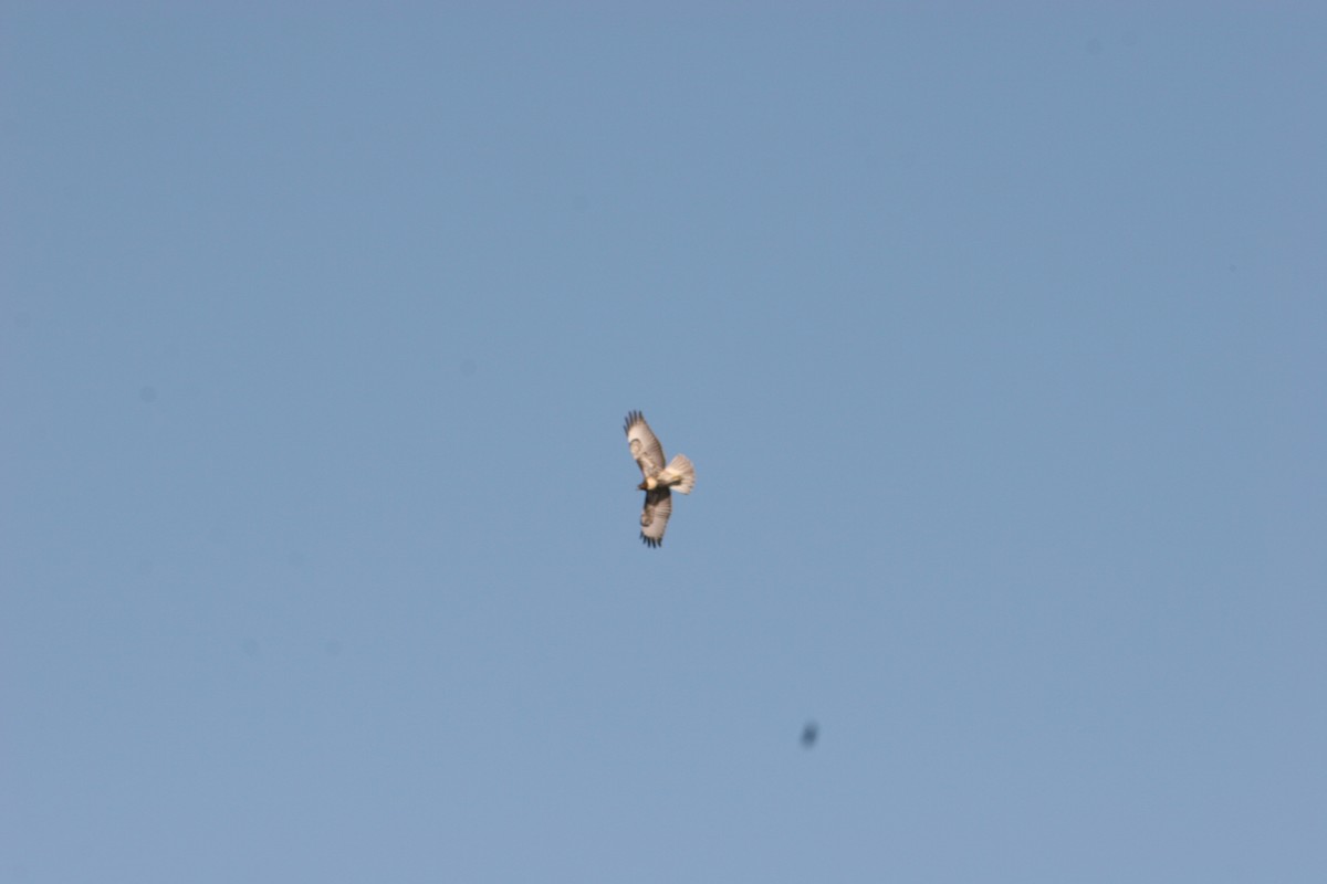 Golden Eagle - ML638954114