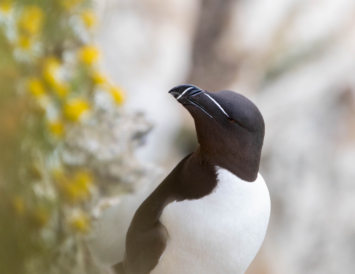 Razorbill - ML638954122