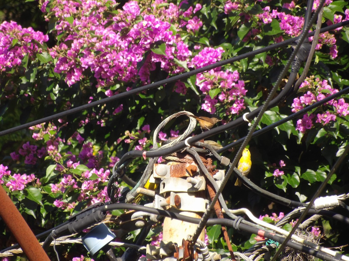 Saffron Finch (Saffron) - ML638954124