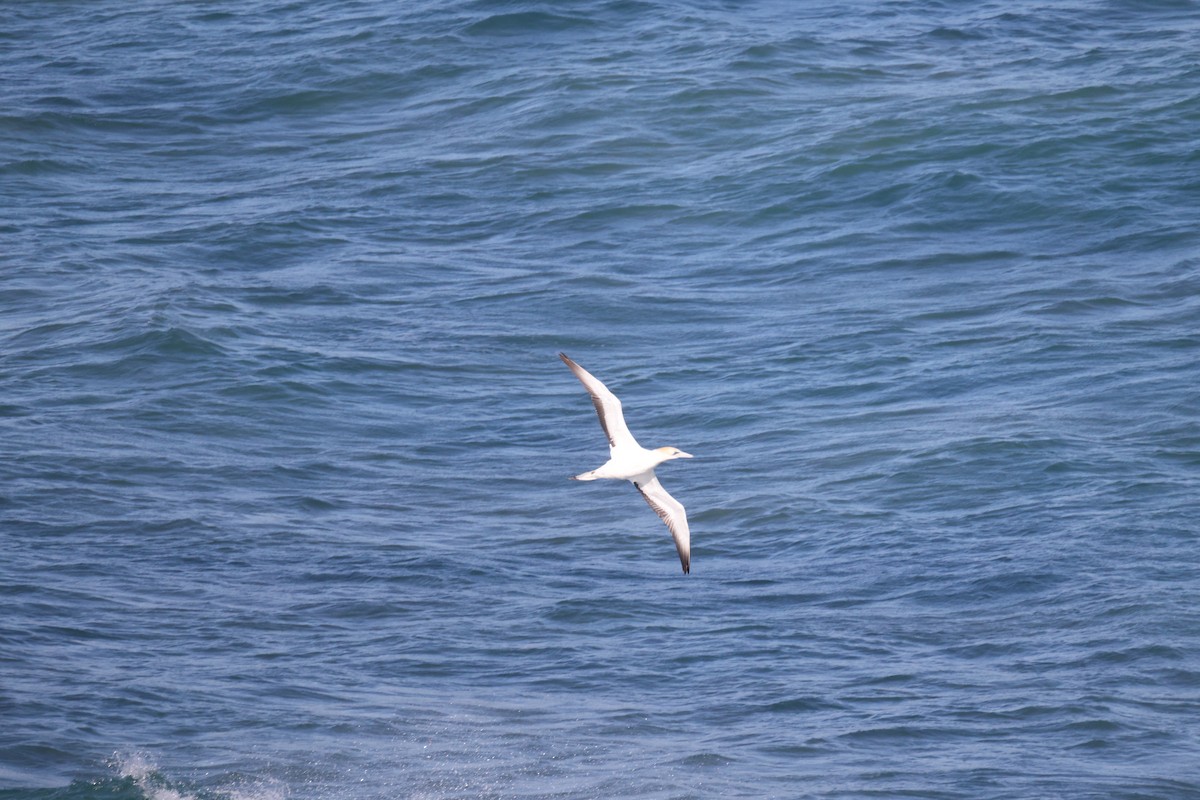 Australasian Gannet - ML638954135