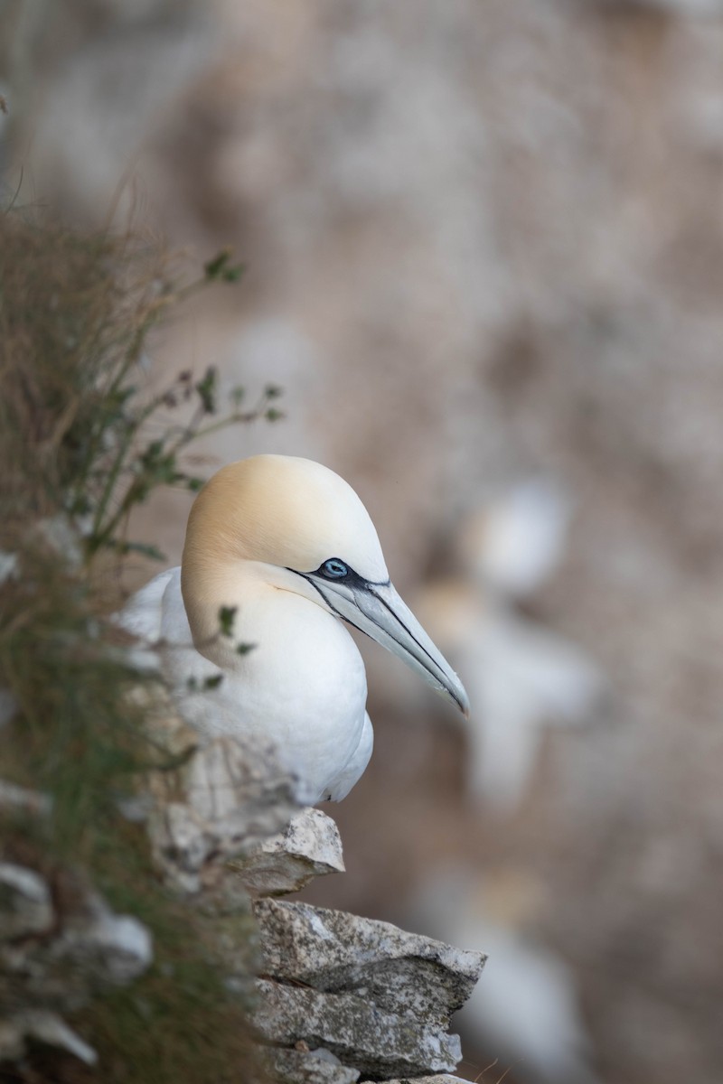 Northern Gannet - ML638954136