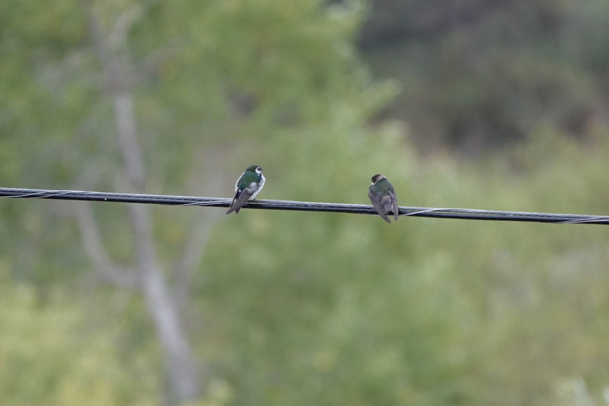 Violet-green Swallow - ML638954137