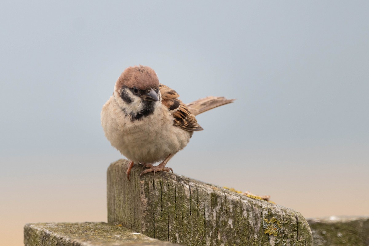 Eurasian Tree Sparrow - ML638954139