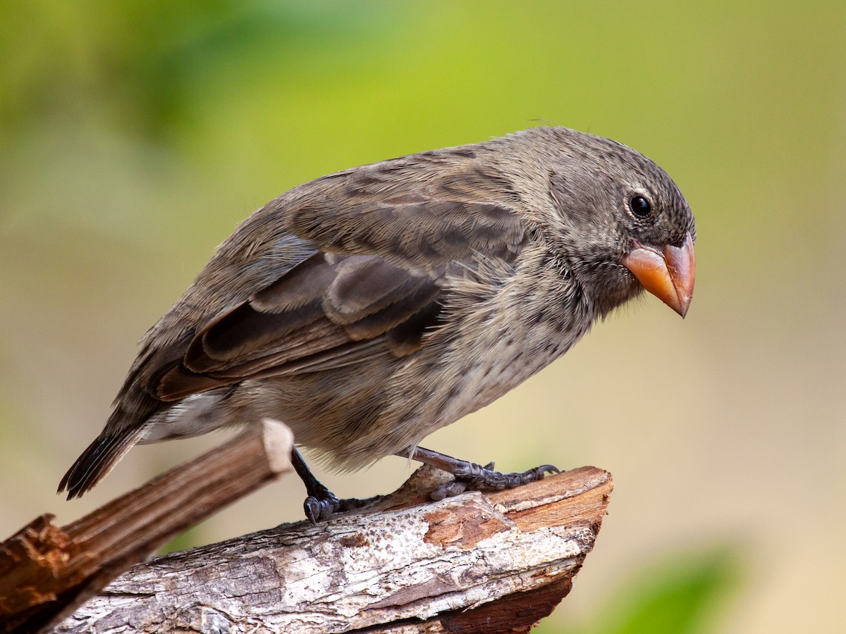 Medium Ground-Finch - ML638954140