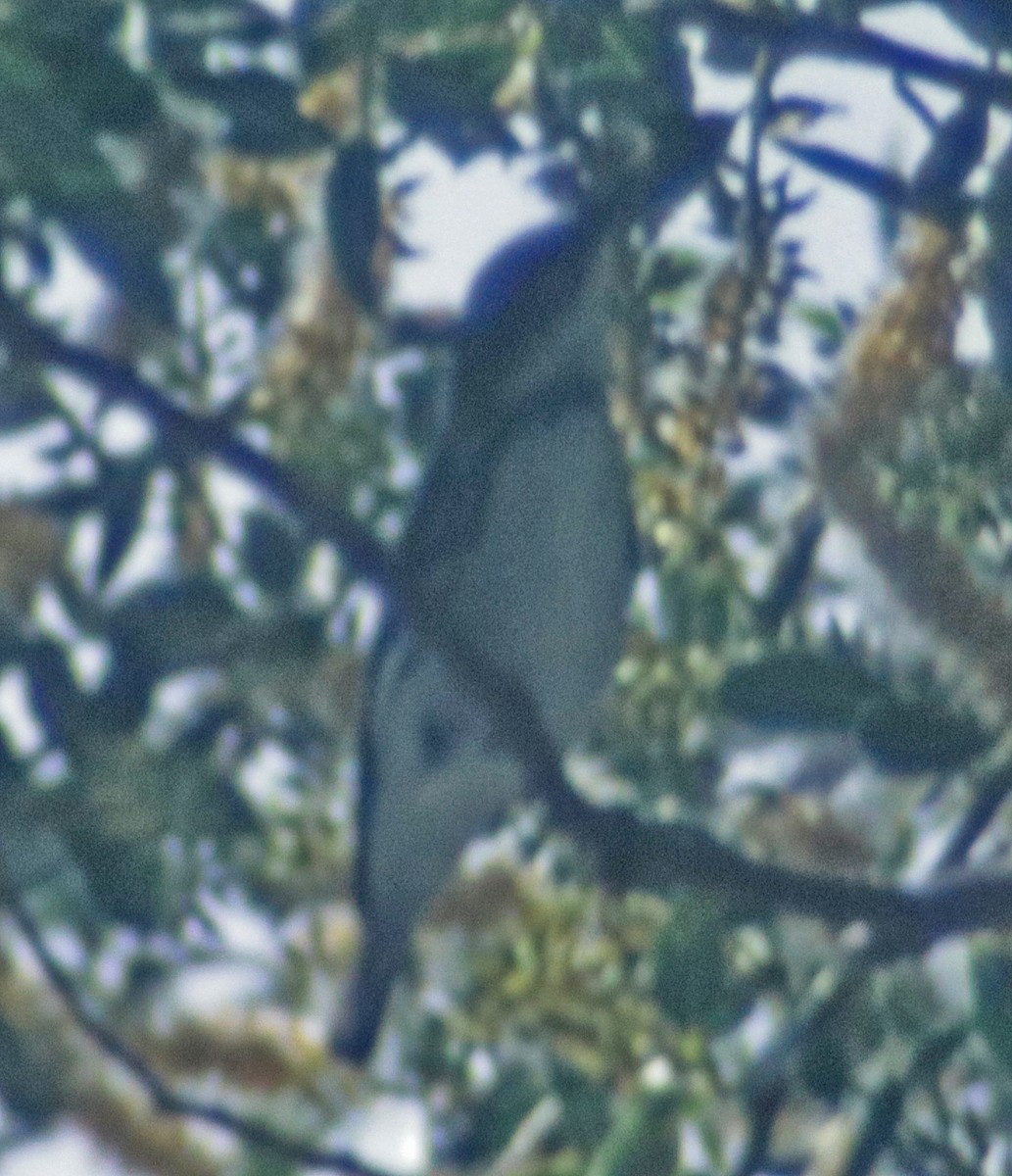Cerulean Warbler - ML638954148