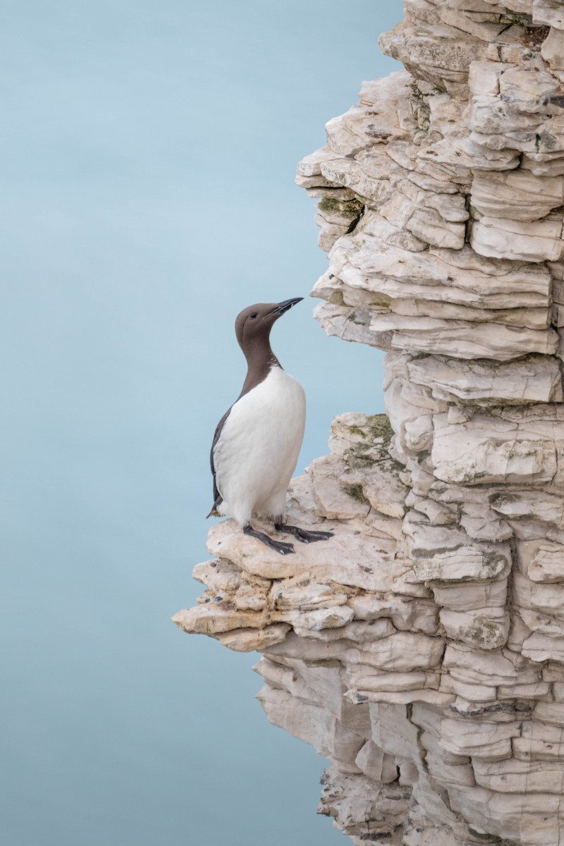 Common Murre - ML638954155