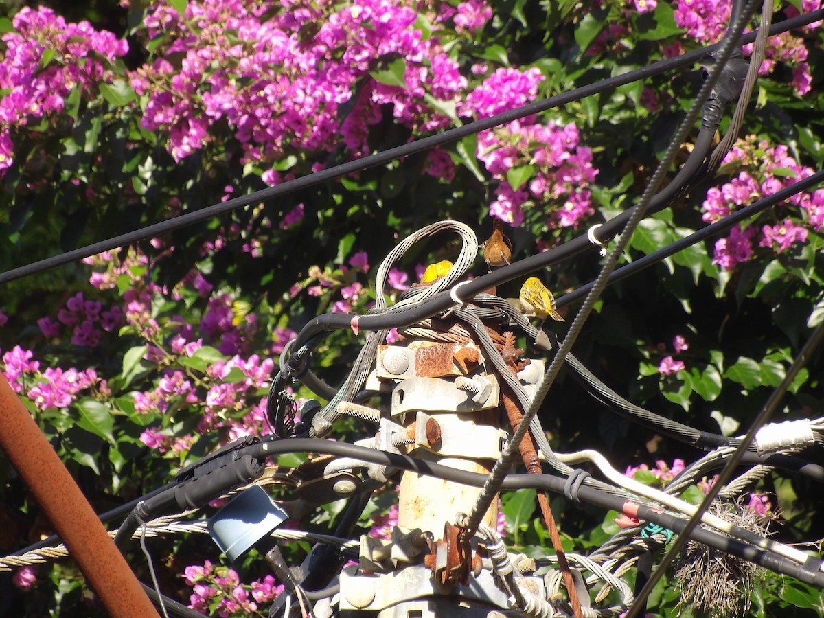 Southern House Wren - ML638954156