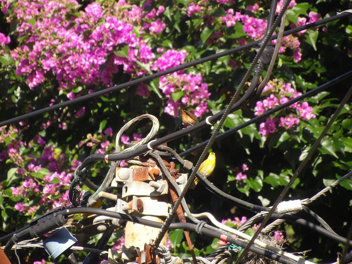 Southern House Wren - ML638954160
