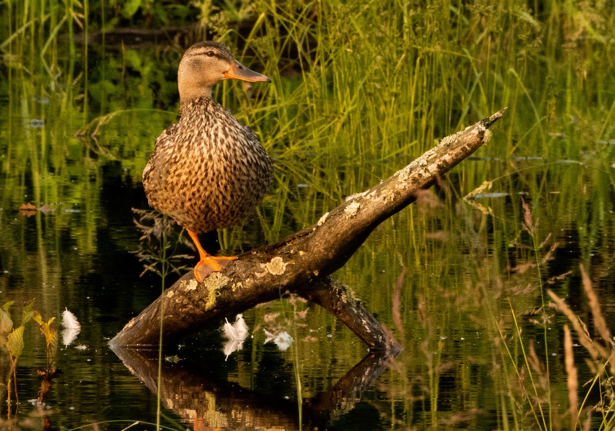 Mallard - ML638954163