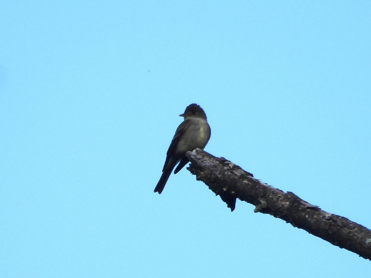 Eastern Wood-Pewee - ML638954182